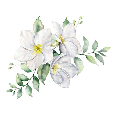 Watercolor tropical set with white plumeria and leaves. Hand painted tropical flowers isolated on white background. Frangipani. Floral illustration for design, print, fabric or background.