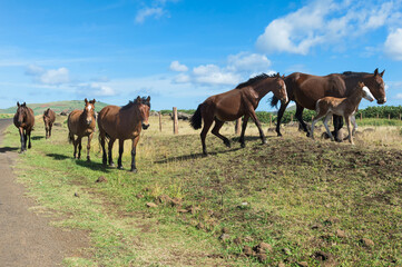 Fototapeta na wymiar Horses along the road, Easter Island, Chile