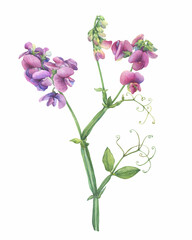 Closeup of a branch of the sweet perennial pea flowers (known as Lathyrus odoratus, Lathyrus latifolius, everlasting pea). Watercolor hand drawn painting illustration isolated on white background.