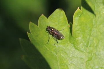  Langbeinefliege - Poecilobothrus nobilitatus