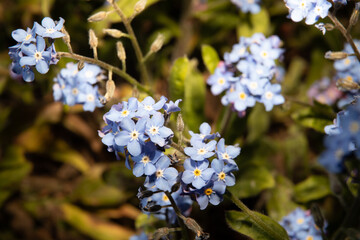 Forget Me Knot flowers close up with out of focus elements