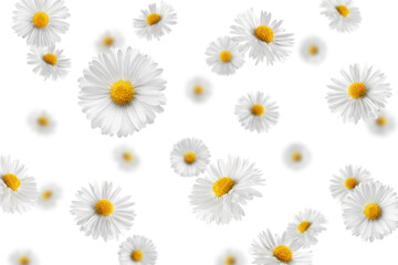 Falling chamomile isolated on white background, selective focus