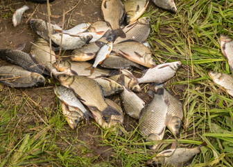 fish on the lake shore, fisherman's catch in the hall, summer by the water