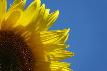 tournesol pétales et ciel bleu