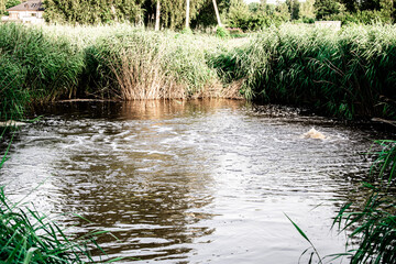 little lake in the countryside