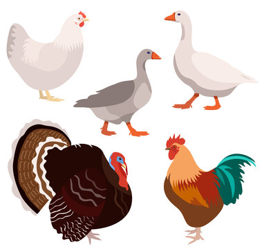 Domestic birds set isolated on white background, vector illustration of chicken, rooster, goose and turkey bird