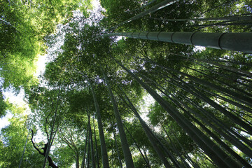 Fototapeta premium Arashiyama Bamboo Grove, Kyoto, Japan
