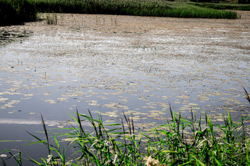 dirty lake in the Latvia