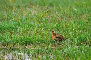 Bronze winged jacana or Metopidius indicus at wetland of keoladeo national park or bharatpur bird sanctuary rajasthan india