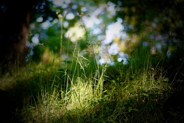 足下の草原