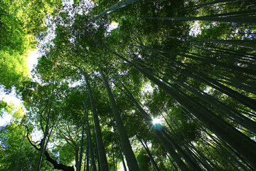 Fototapeta premium Arashiyama Bamboo Grove, Kyoto, Japan