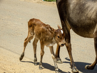 young calf (new born)