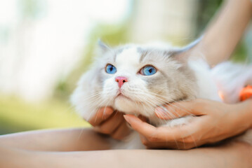 Cute Ragdoll cat sit on woman's legs, woman use hands to touch cat's chin 