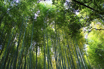 Obraz premium Arashiyama Bamboo Grove, Kyoto, Japan