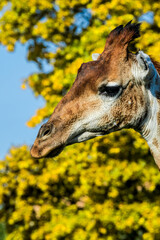 Giraffe (Giraffa camelopardalis)