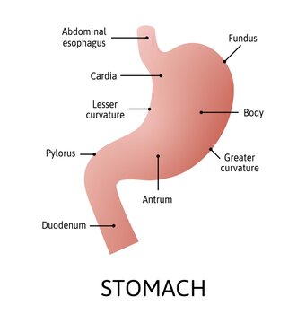 Human stomach anatomy isolated on white background. Stomach and digestion organ system, vector illustration marked with lines. Simple vector for study.