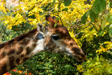 Giraffe (Giraffa camelopardalis)
