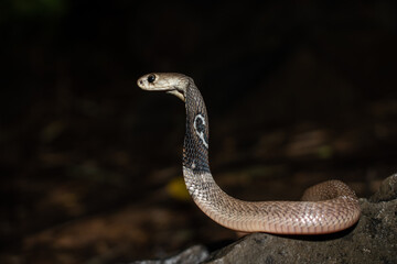 Indian cobra or Black spectacled cobra in a forest.