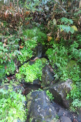 尾瀬の清らかな湧水