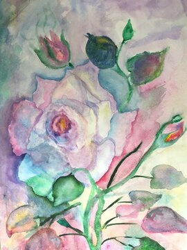 Hand drawn delicate watercolor rose illustration © MerianIva