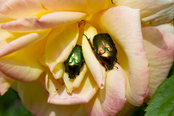 Two green rose chafer beetles on a yellow rose