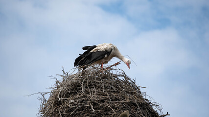 Beautiful stork standing in his nest on sky background