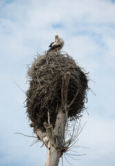 a young stork sitting in a huge nest on a leafless tree