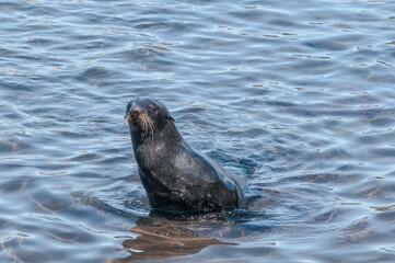 Northern Fur Seal (Callorhinus ursinus) at hauling-out in St. George Island, Pribilof Islands, Alaska, USA