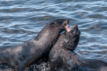 Obraz premium Northern Fur Seal (Callorhinus ursinus) at hauling-out in St. George Island, Pribilof Islands, Alaska, USA