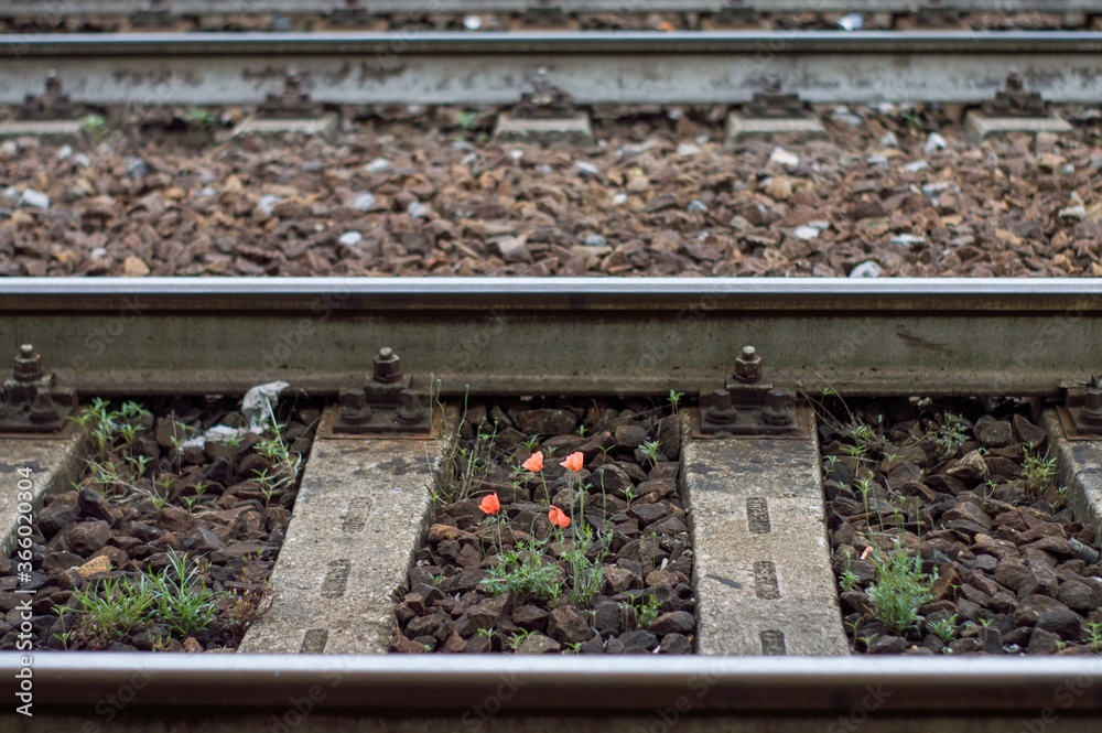 Poster Selective focus shot of the railway tracks