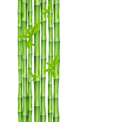 Fototapeta na wymiar Banner with green bamboo stems realistic vector illustration isolated on white.