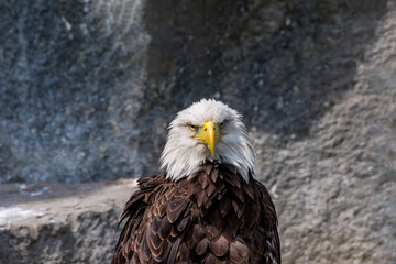 Bald Eagle (Haliaeetus leucocephalus) at Chowiet Island, Semidi Islands, Alaska, USA