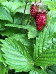 raspberry on a bush