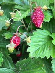 wild strawberry on a bush