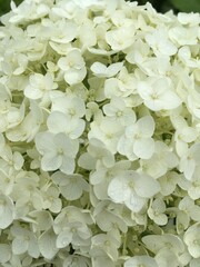 green leaves background