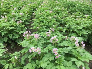 red and white flowers