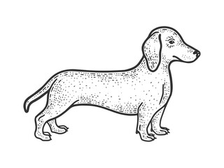 Dachshund sketch raster illustration