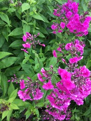 pink hydrangea flowers