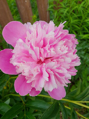 pink peony flower