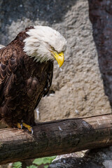 Bald Eagle (Haliaeetus leucocephalus) at Chowiet Island, Semidi Islands, Alaska, USA
