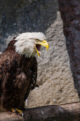 Bald Eagle (Haliaeetus leucocephalus) at Chowiet Island, Semidi Islands, Alaska, USA