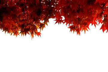 Maple leaves changing color, Autumn seasons with isolated white background