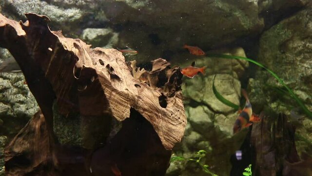 Fish swimming and eating algae from rock, large fish tank, aquarium, Chromobotia macracanthus, Pethia conchonius