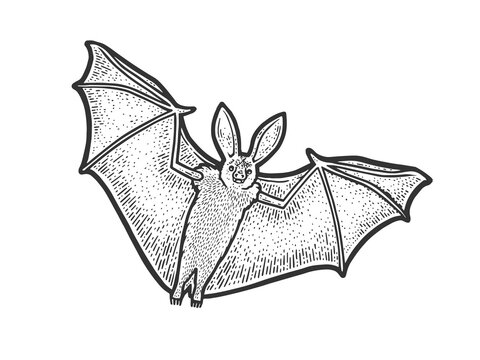 flying bat sketch raster illustration