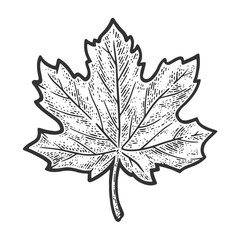 Naklejka premium Maple Leaf sketch raster illustration