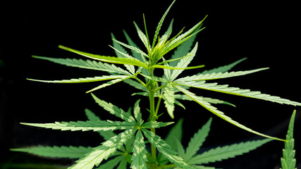 Close up scientist hand check geen marijuana cannabis leaf for drug extract