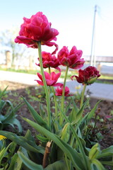 chic pink fluffy multi layered tulips on a flower bed in the garden in spring