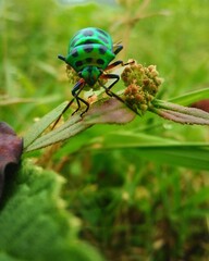 bug on leaf, insect, beetle, bug, nature, macro, green, leaf, animal, fly, plant, wildlife, close-up, garden, flower, closeup, summer, pest, red, wild, insects, detail, black, fauna, colorado, small