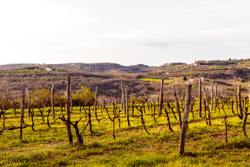 Springtime in the croatian countryside