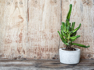 Cactus pot. Beautiful round concrete planter with green growth cactus plant.